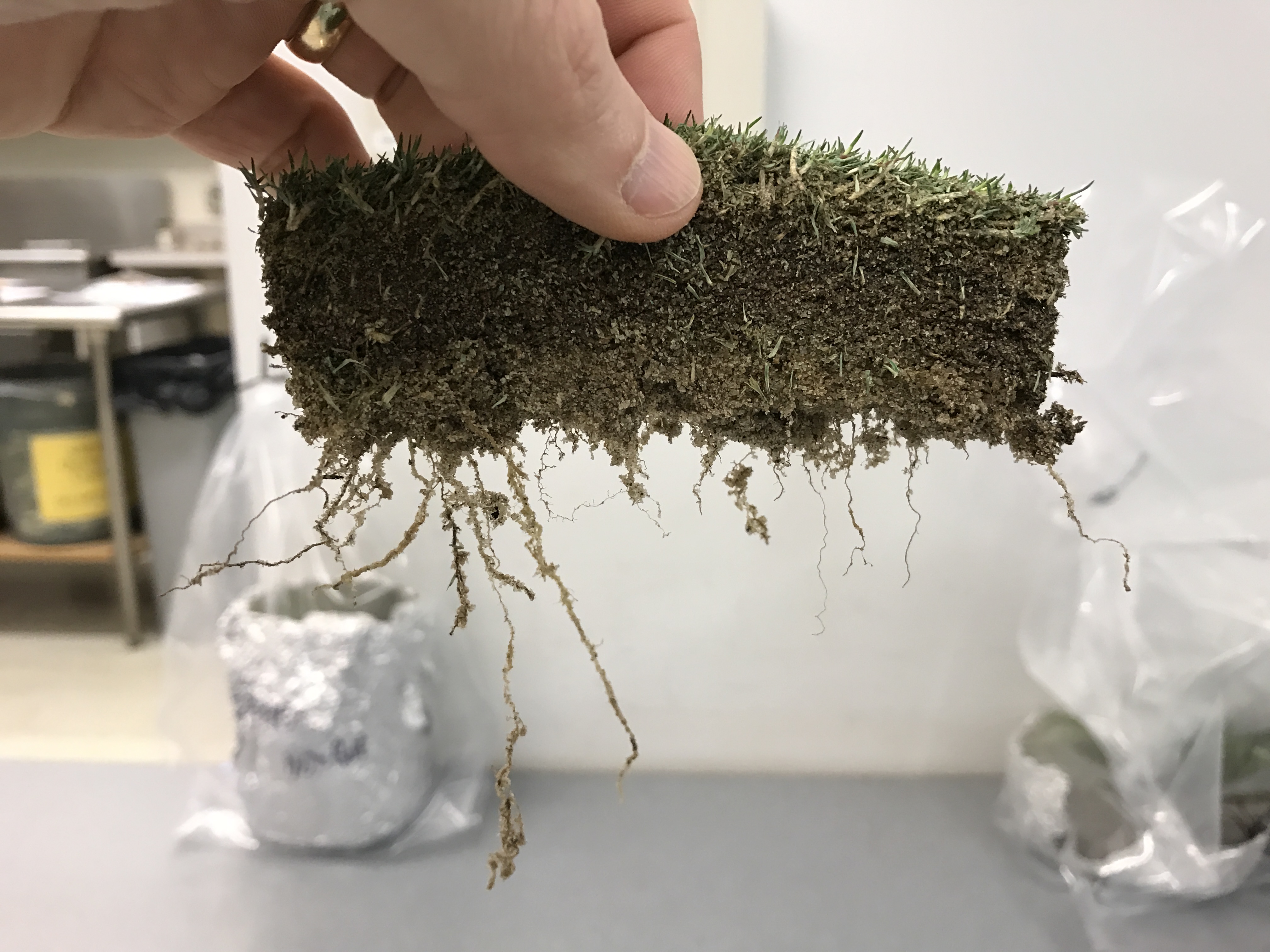 root system damage from spring dead spot