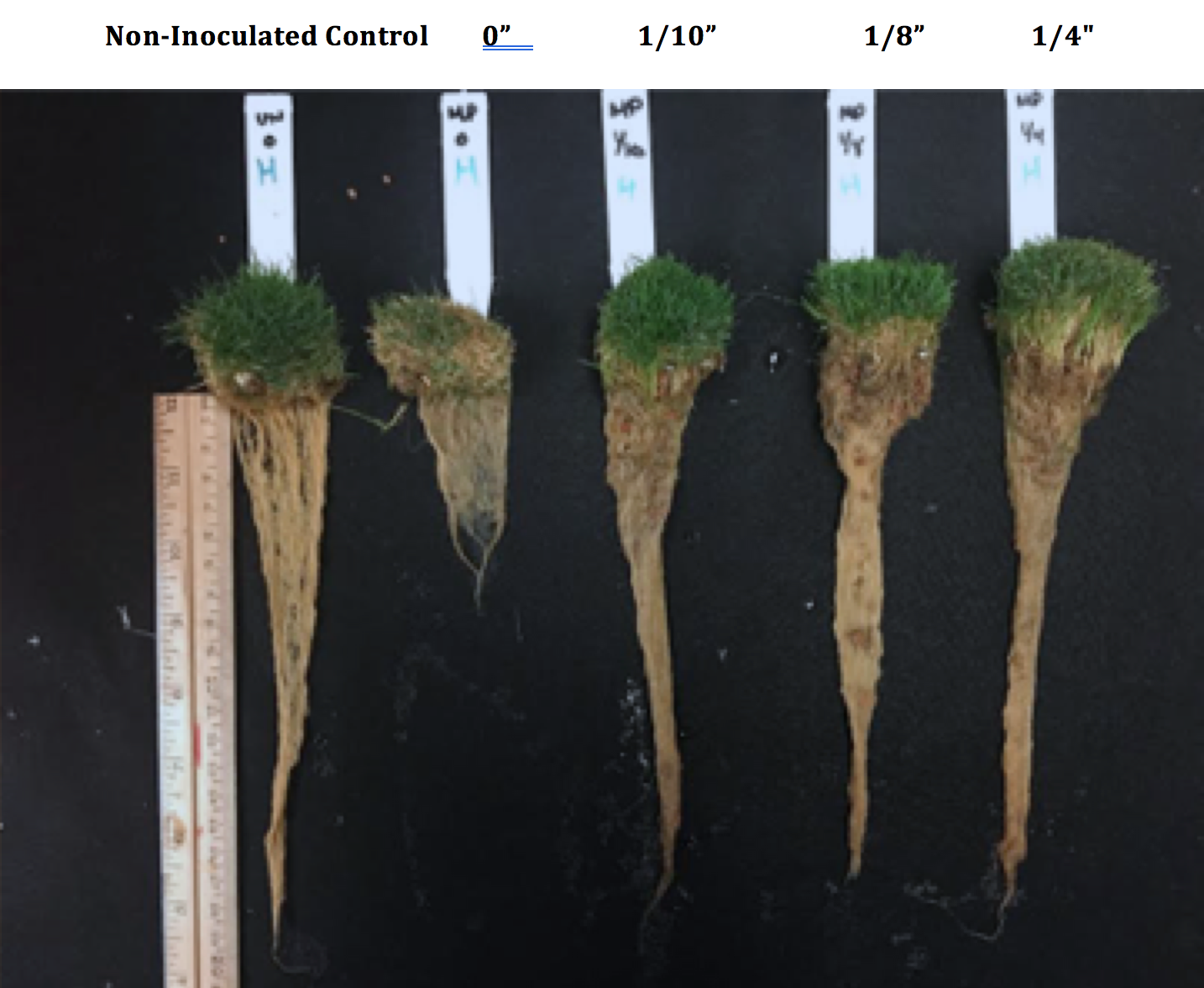 irrigation amount impact on roots