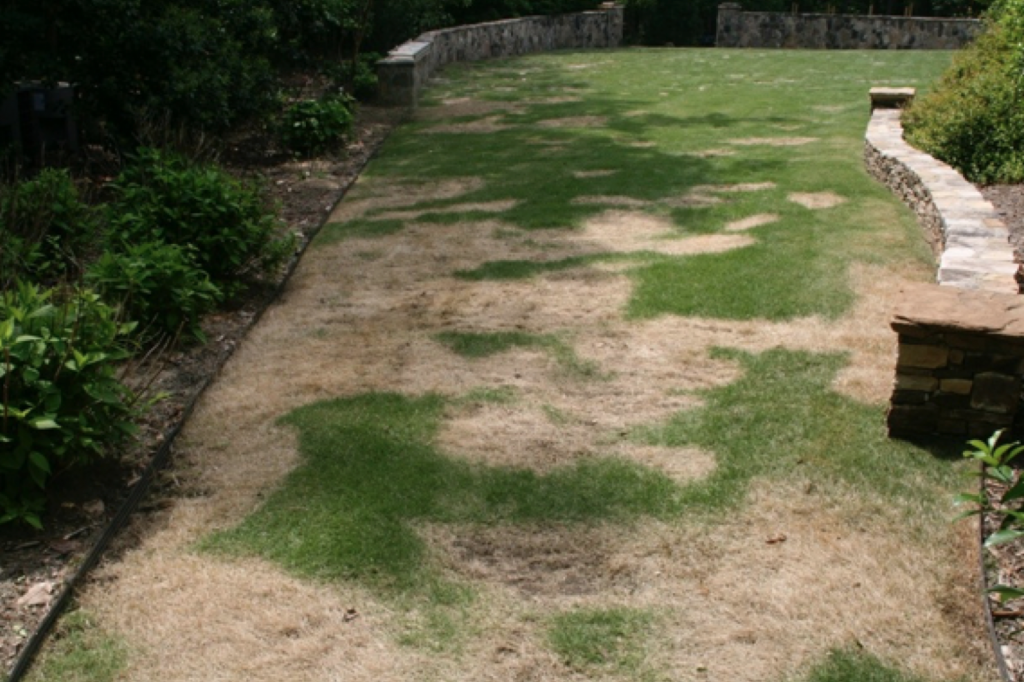 lawn with diseased areas