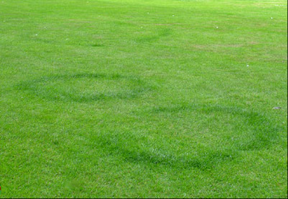 It's No Fairy Tale… It's Fairy Ring!