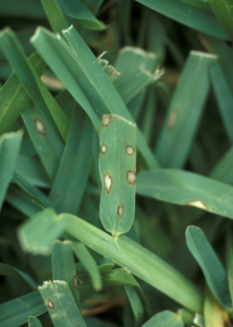 Plant symptoms of gray leaf spot on St. Augustinegrass