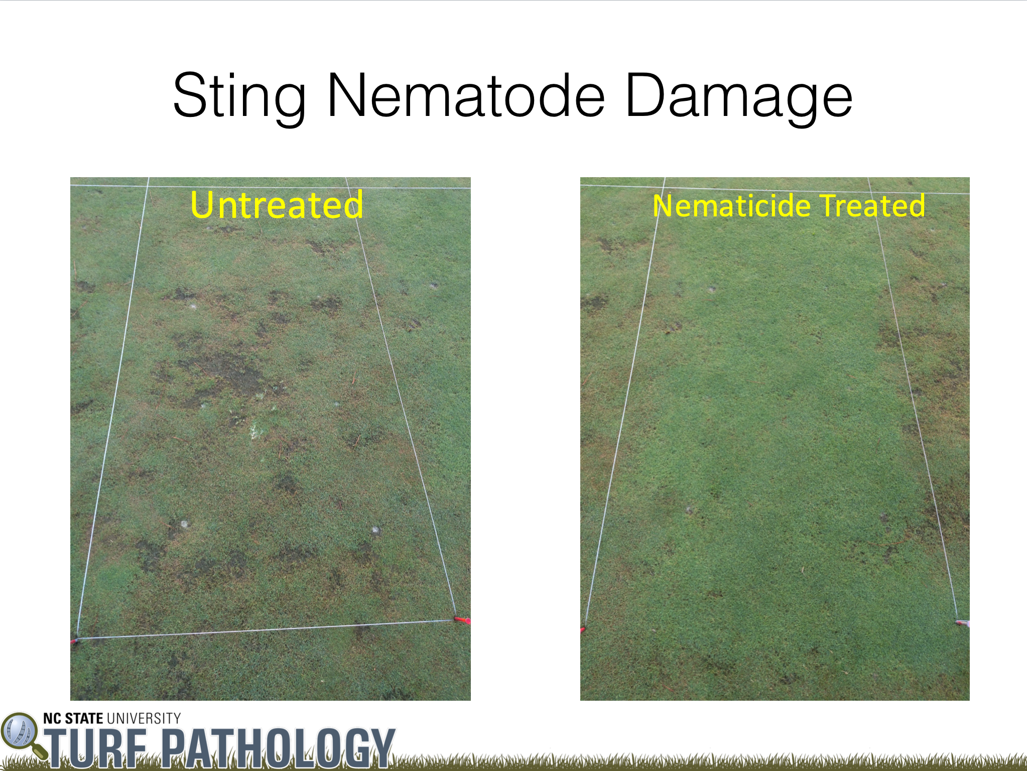 Sting nematode damage image