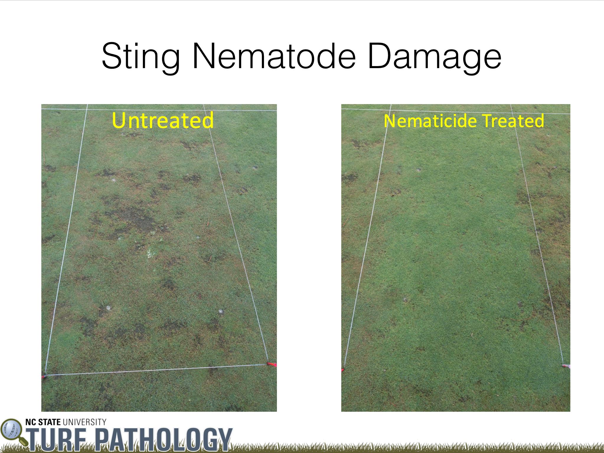 Nematodes and Turf Problems - Plant & Pest Diagnostics