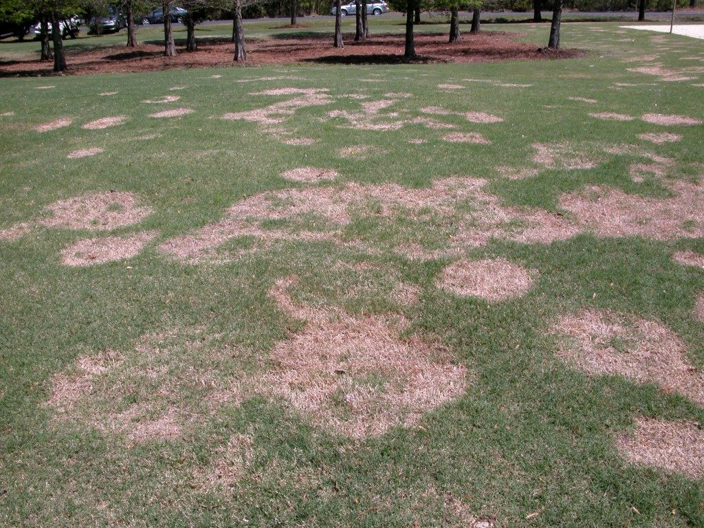 grass with brown spots