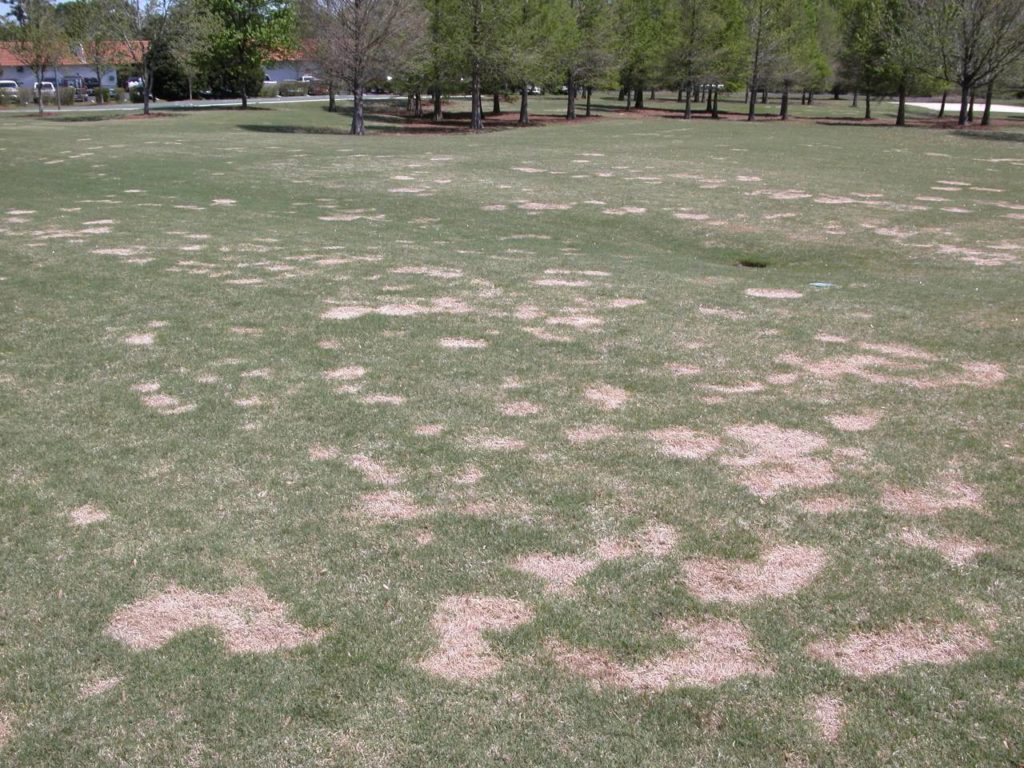 Spring dead spot symptoms in a bermudagrass landscape setting.