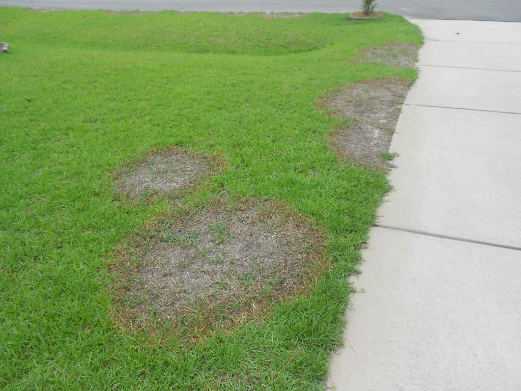Large patch symptoms in a centipedegrass home lawn.