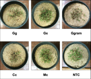 Cover photo for Take-All Root Rot: A Complex Disease