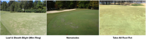 Cover photo for New Turfgrass Disease Profiles