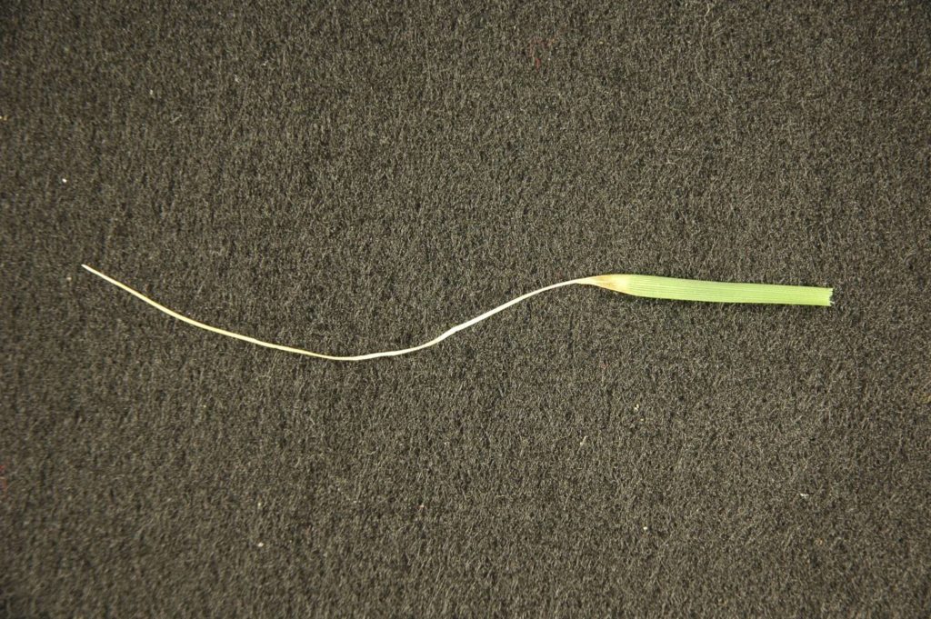 Typical leaf symptom associated with Ascochyta leaf blight in tall fescue
