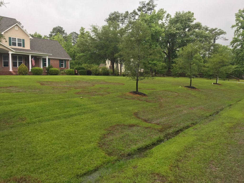 Centipedegrass lawn