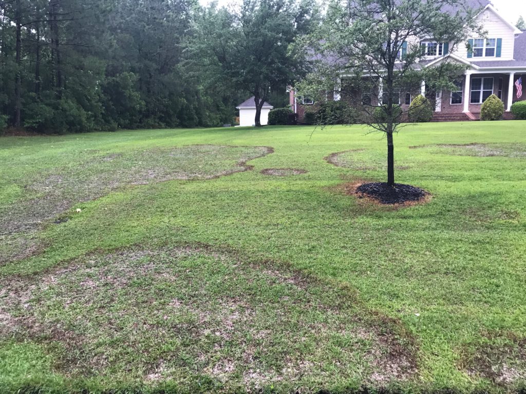 Centipedegrass lawn