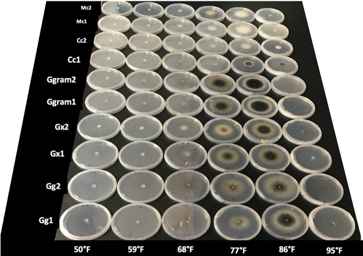 Effect of temperature on take-all root rot pathogen growth