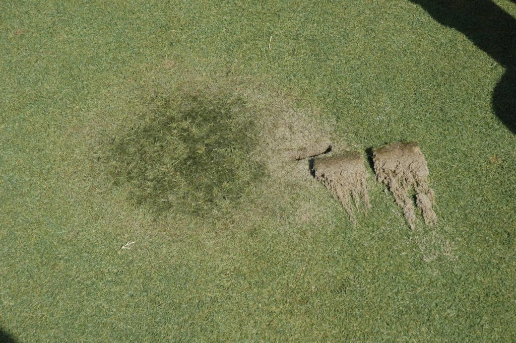 Patch like symptom of Pythium root dysfunction