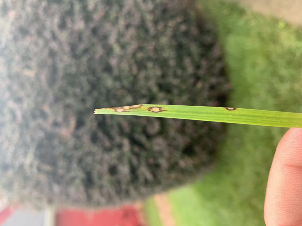 Gray leaf spot
