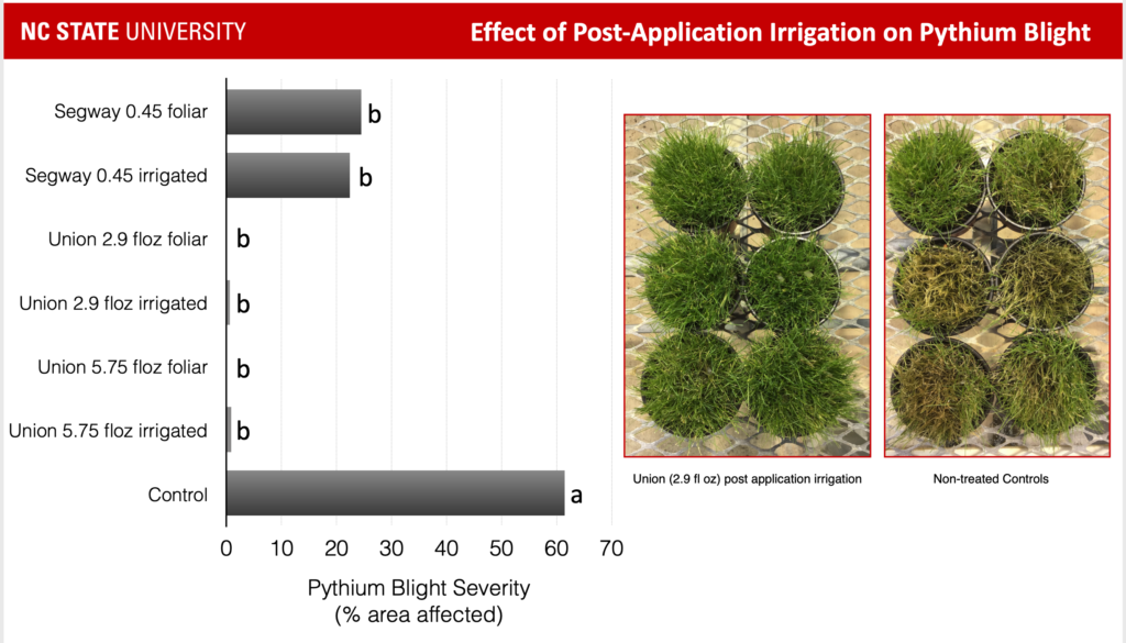 Pythium blight