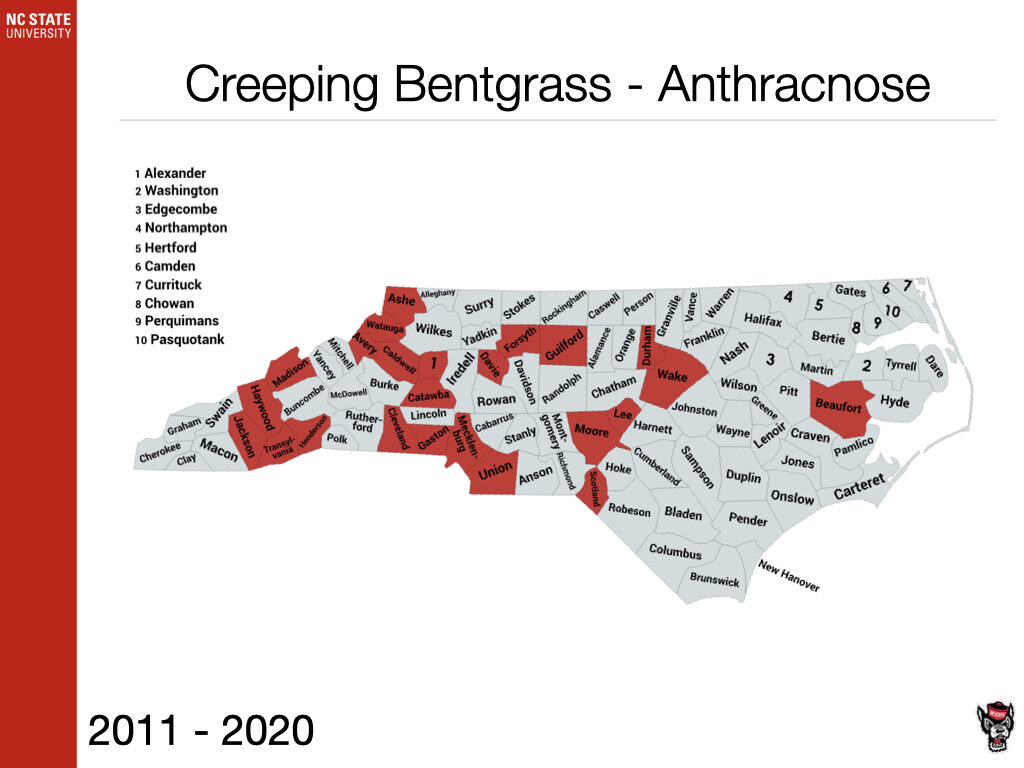 Creeping Bentgrass - Anthracnose