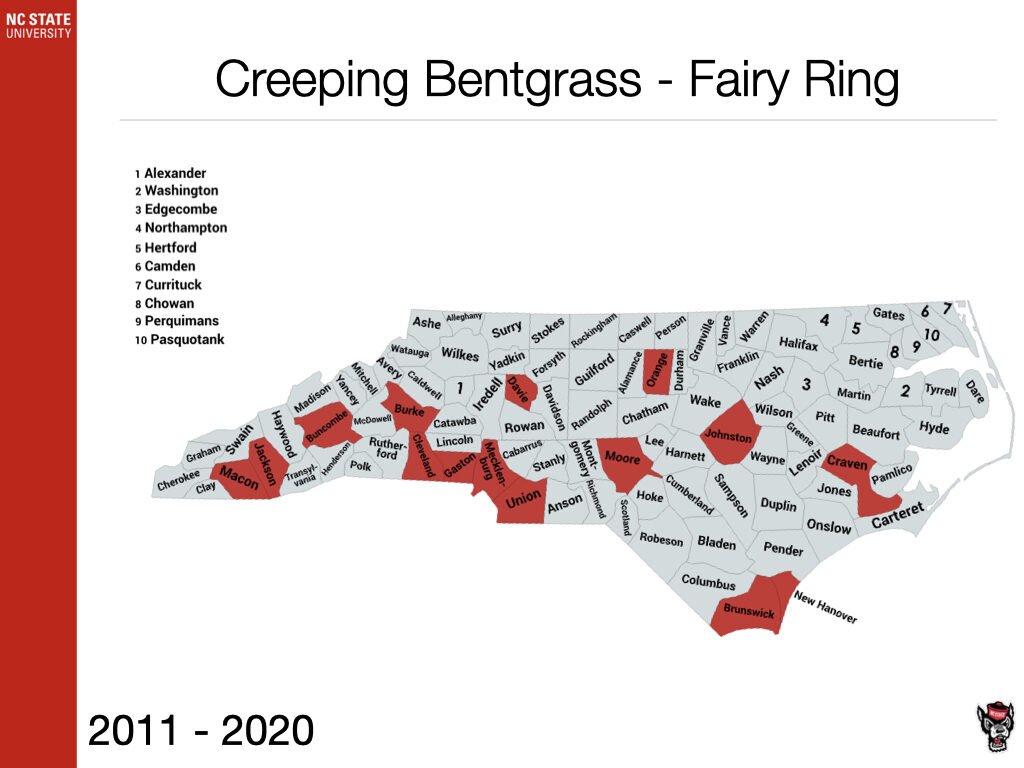 Creeping Bentgrass - Fairy Ring