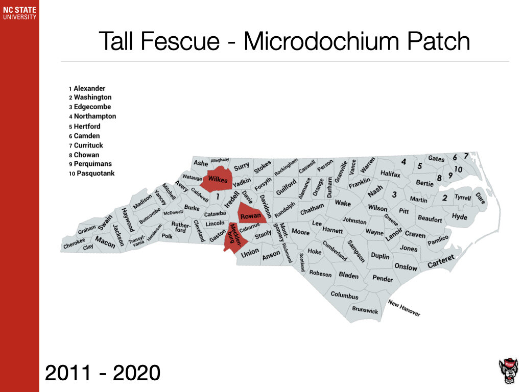Tall Fescue Microdochium Patch Sample