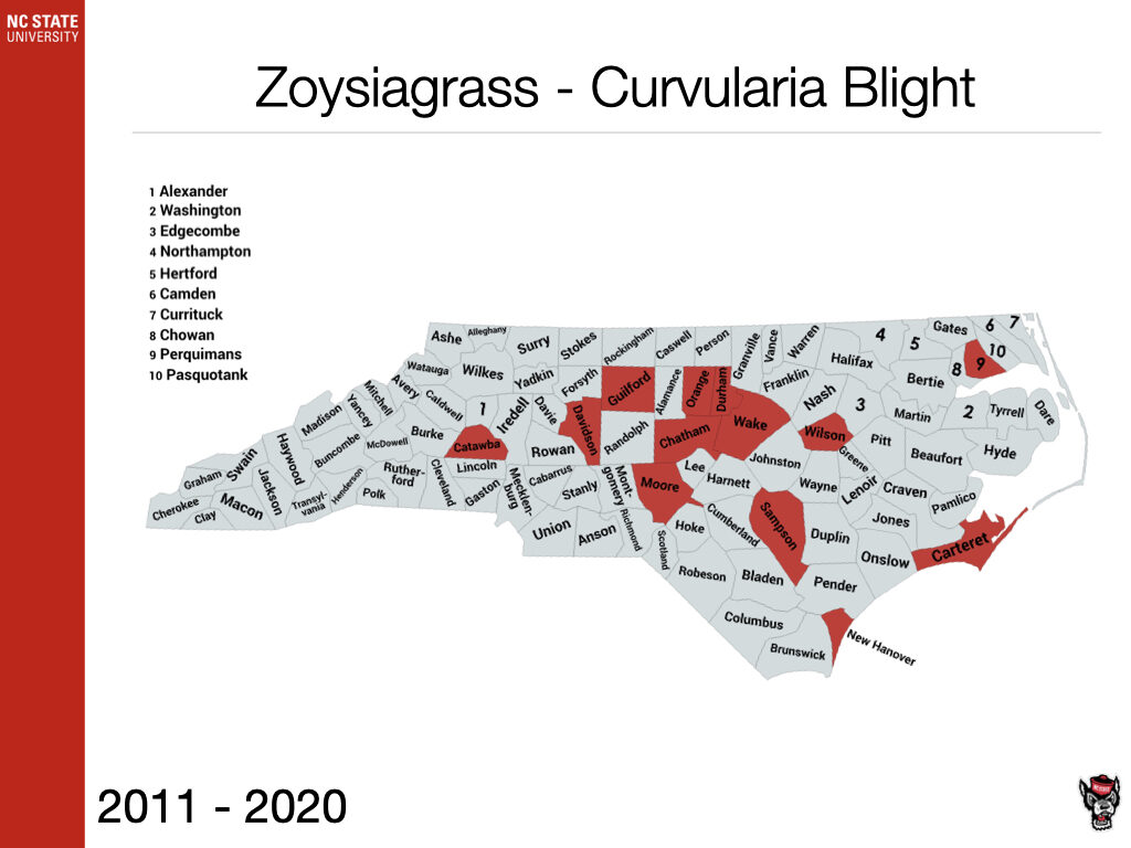 Zoysiagrass Curvularia Blight Sample